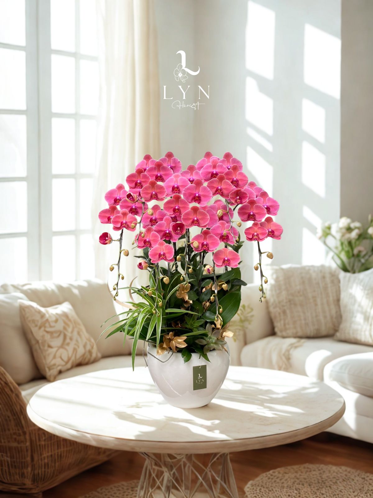 Chậu Hoa Lan Hồ Điệp Cam Hồng